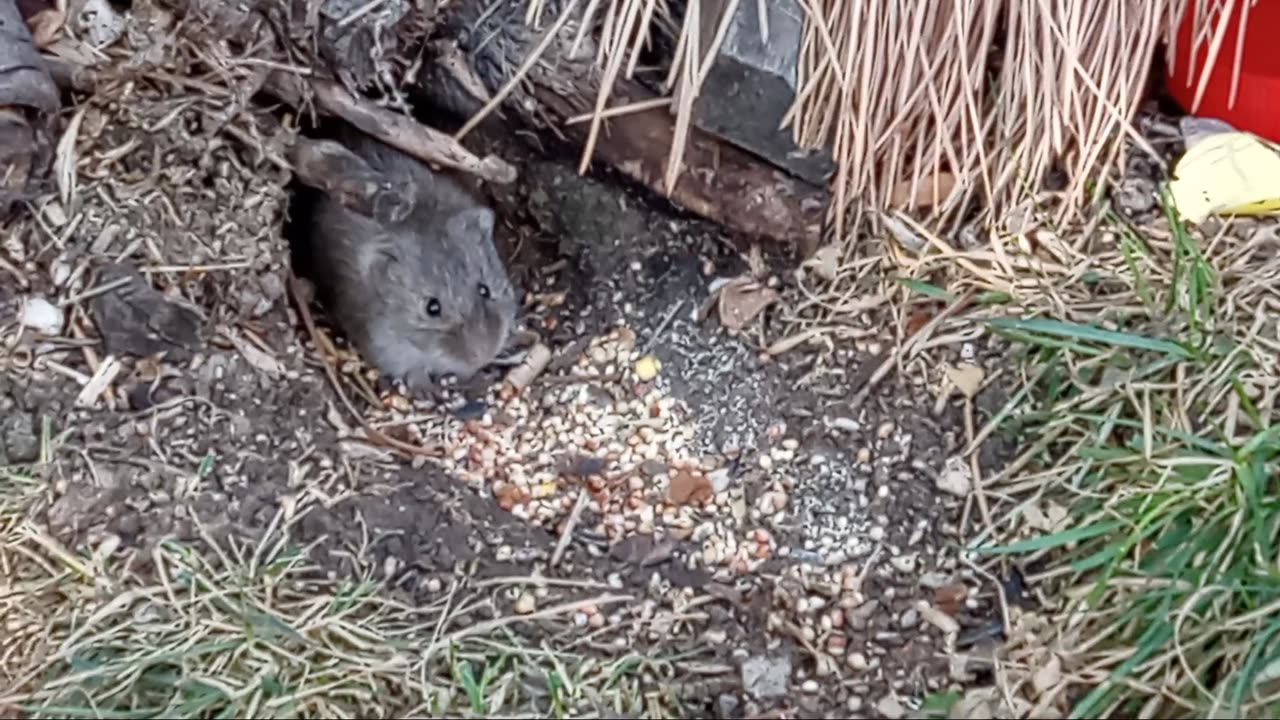 The Only Therapy I Can Afford - Backyard Wildlife