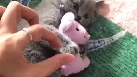 cat protect his toy😹😹😻😻 let watch more cuteness