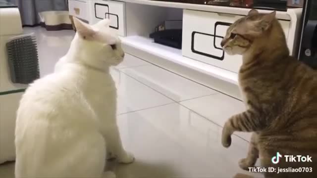 Cats talking