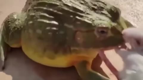 awsome frog