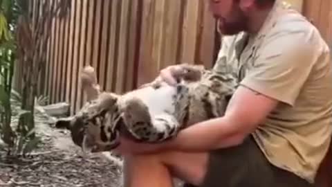 2 big cute cat