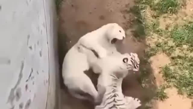 Tiger vs Liones