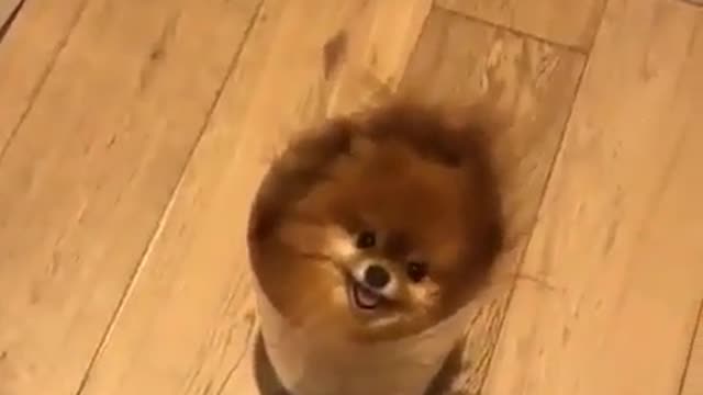 Funny Dog Videos 2021 It's time to LAUGH with Dog's life284