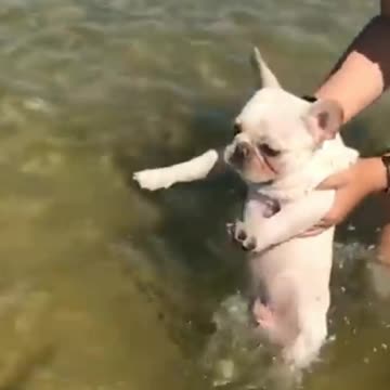 Doggo Getting Swimming Lessons | Funny Pets | Pets At Home