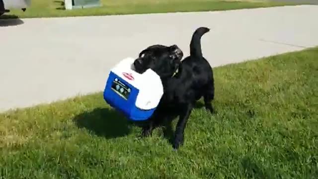 Black dog runs with blue white lunch box in his mouth