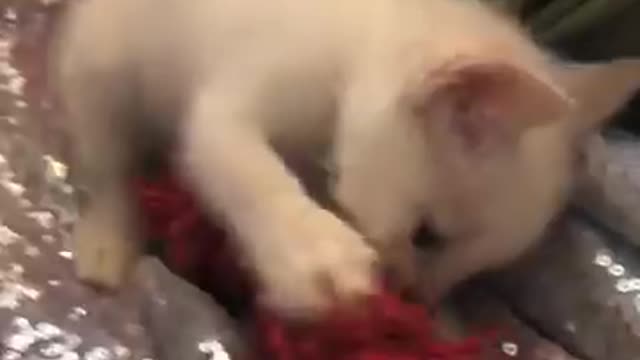 Cute cat