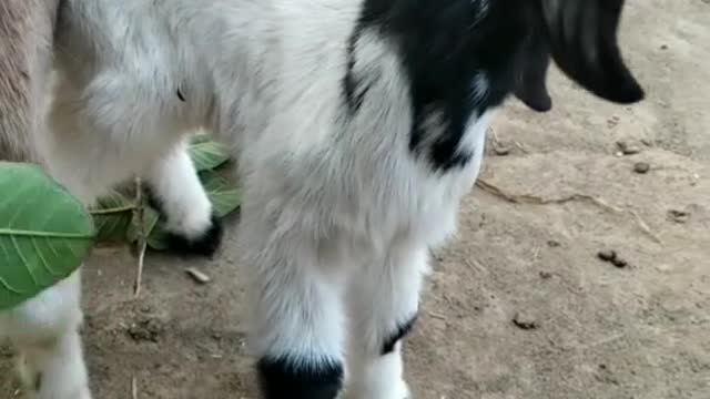 Baby goat eating green leaves!