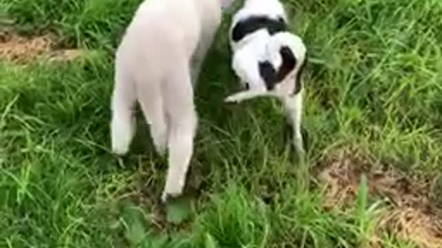 Lamb picks on dog friend