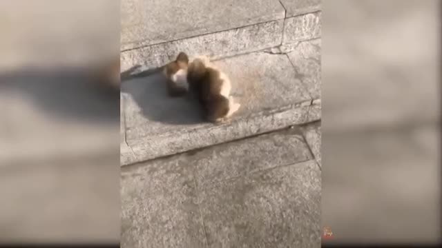 the puppy fell down the stairsš¤£