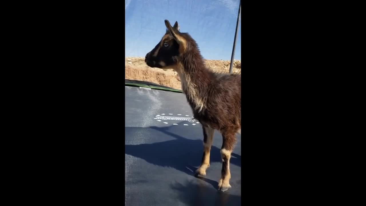 Baby goat joins toddler for trampoline fun