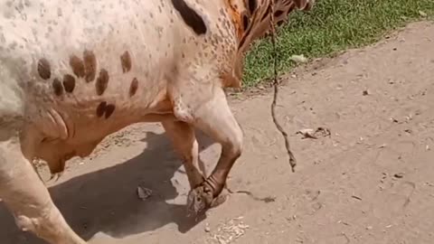 Animal funny video