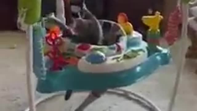 Little adorable cat playing with baby toys 😍