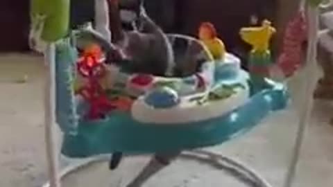 Little adorable cat playing with baby toys 😍