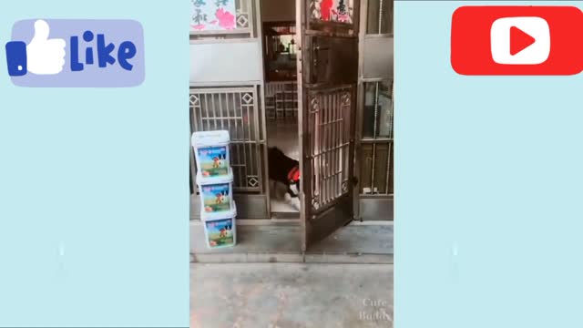 Golden Retriever puppies tried to open the door (so cute!)