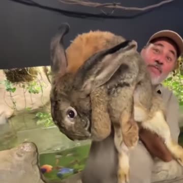 Donald Trumps pet rabbit