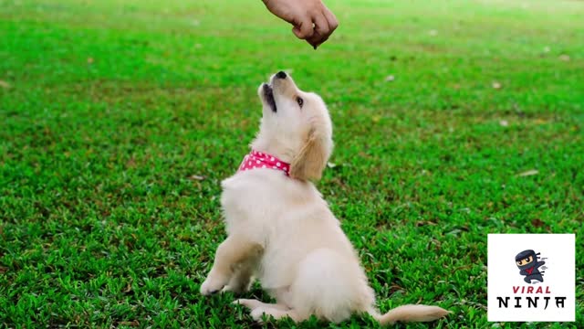 Super cute puppy dog playing around