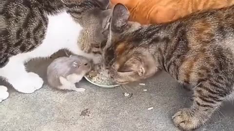 Funny animals