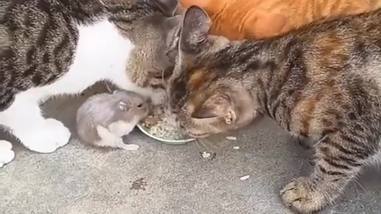 Funny animals