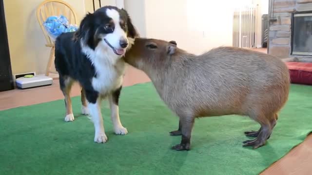 Dog and Capybara