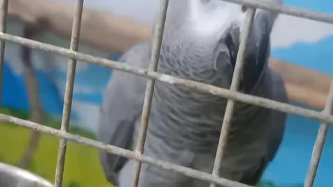 The parrot is eating sunflower seeds