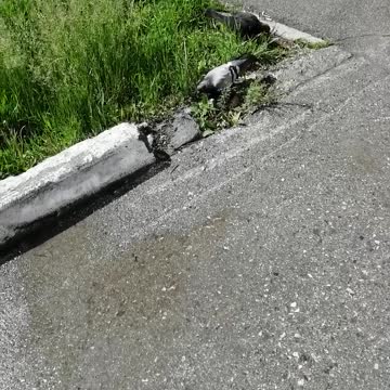 Good pigeons peck food.