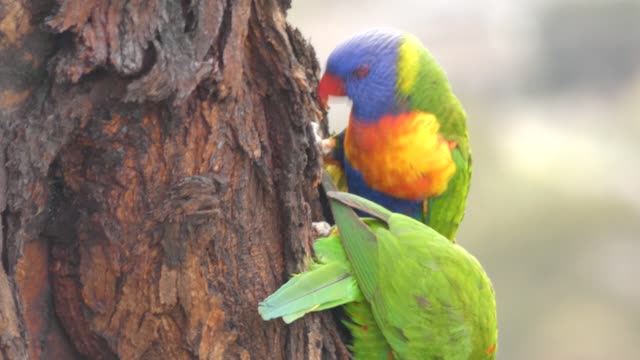 Birds Melbourne Australia