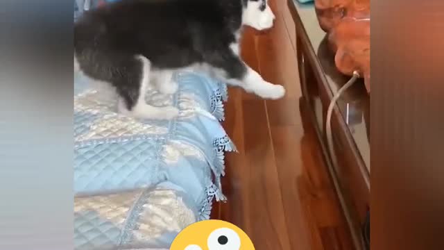 Funny cat videos 😂😂😂😂