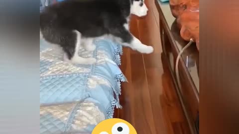 Funny cat videos 😂😂😂😂