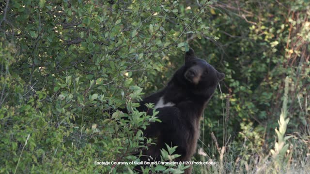 Meet the Real Bear Conservationists | Conservation Nation EP. 8