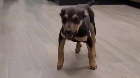 Happy dog giving reaction 🐕🐕 😆😆😆😆😆😆😀😄😄😃😁🥰🥰🥰😘😘😚😚😉😙😉🙃🥲