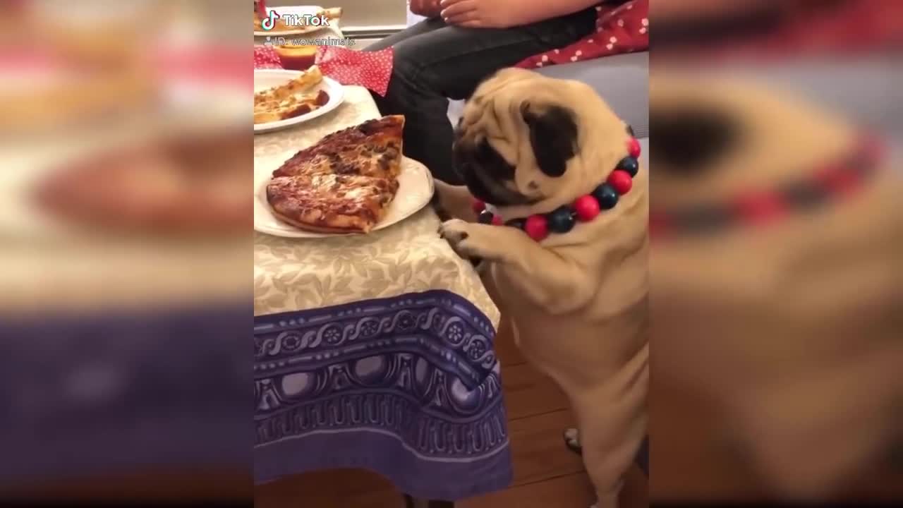 Cats Reaction To Food - Funny Reaction