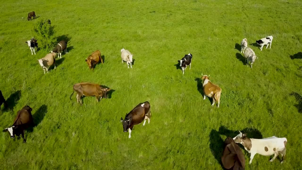 Flying over green field with grazing cows. Aerial background of country landscape