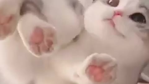 cute cat funny video | pet animals | funny cat videos