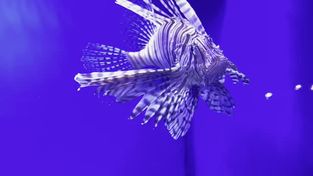 beautiful lion of the sea