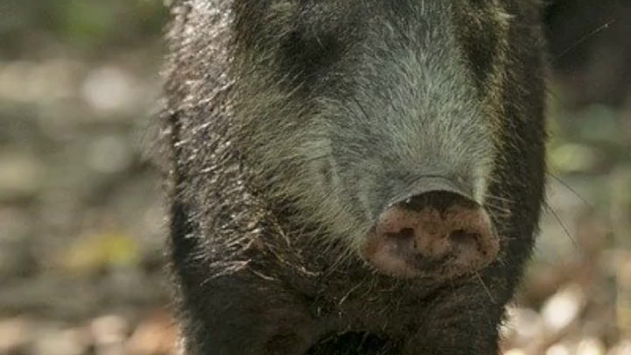 Peccarie Animals Videos For Kids