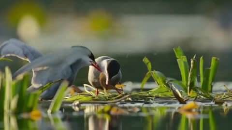 Europen birds