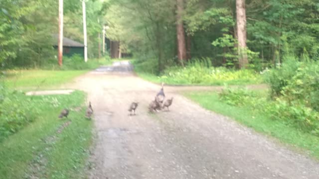 Wild Turkey And Her Poult