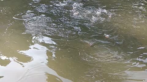 FEEDING RARE FISH