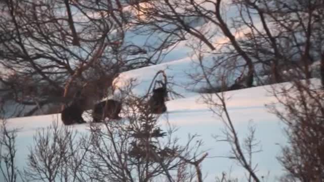 Mother Bear and Cubs Walking Through Snow