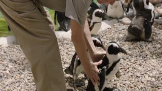 Happy Feet! Penguin fitted with special orthopedic boots