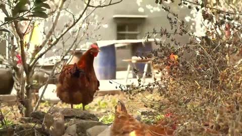 beautiful chicken on farm (1)