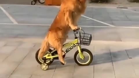 Hes learnt to ride a bike