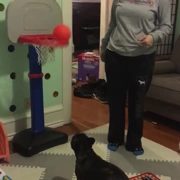 Bulldog Francés demuestra increíbles habilidades con el baloncesto