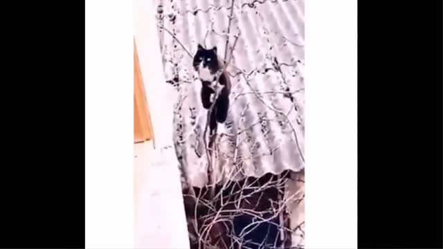 Funny 😺 cat and dog 🐶