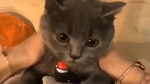 funny cat