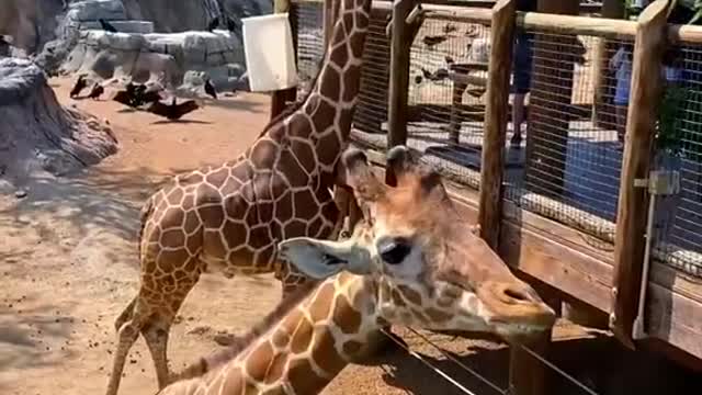 🦒🦒🦒