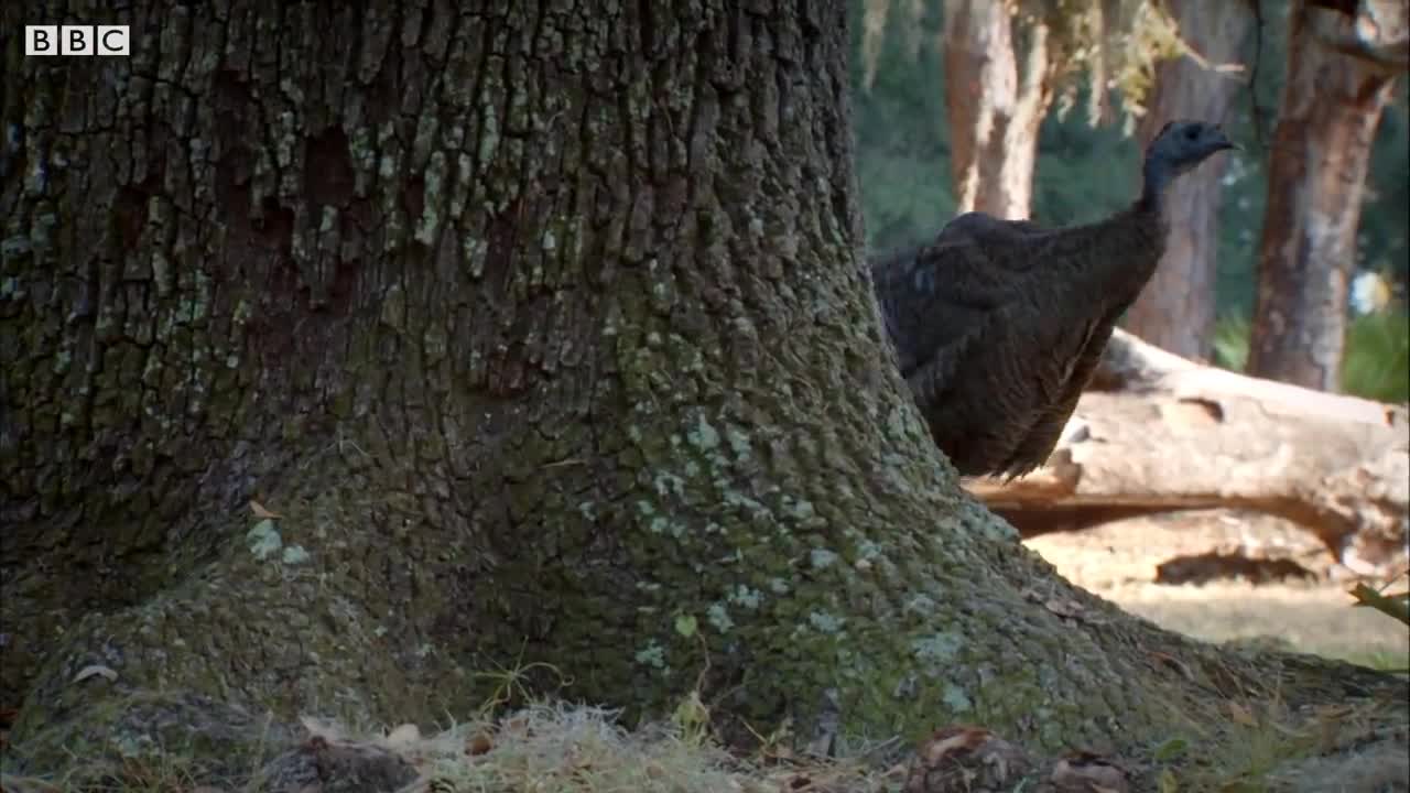 Weirdest Animal Relationships | Top 5 | BBC Earth