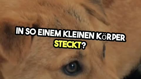 süßer Hund lernt Tricks