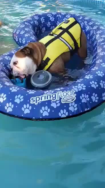 Bulldog loves playing in her float in the pool