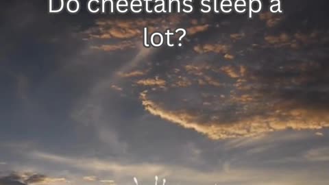 Cheetah Fact 8 - Do cheetahs sleep a lot?